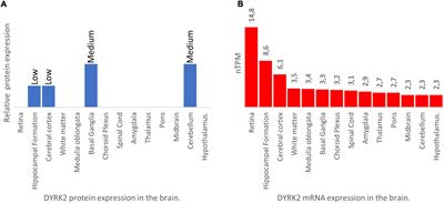 Roles of dual specificity tyrosine-phosphorylation-regulated kinase 2 in nervous system development and disease